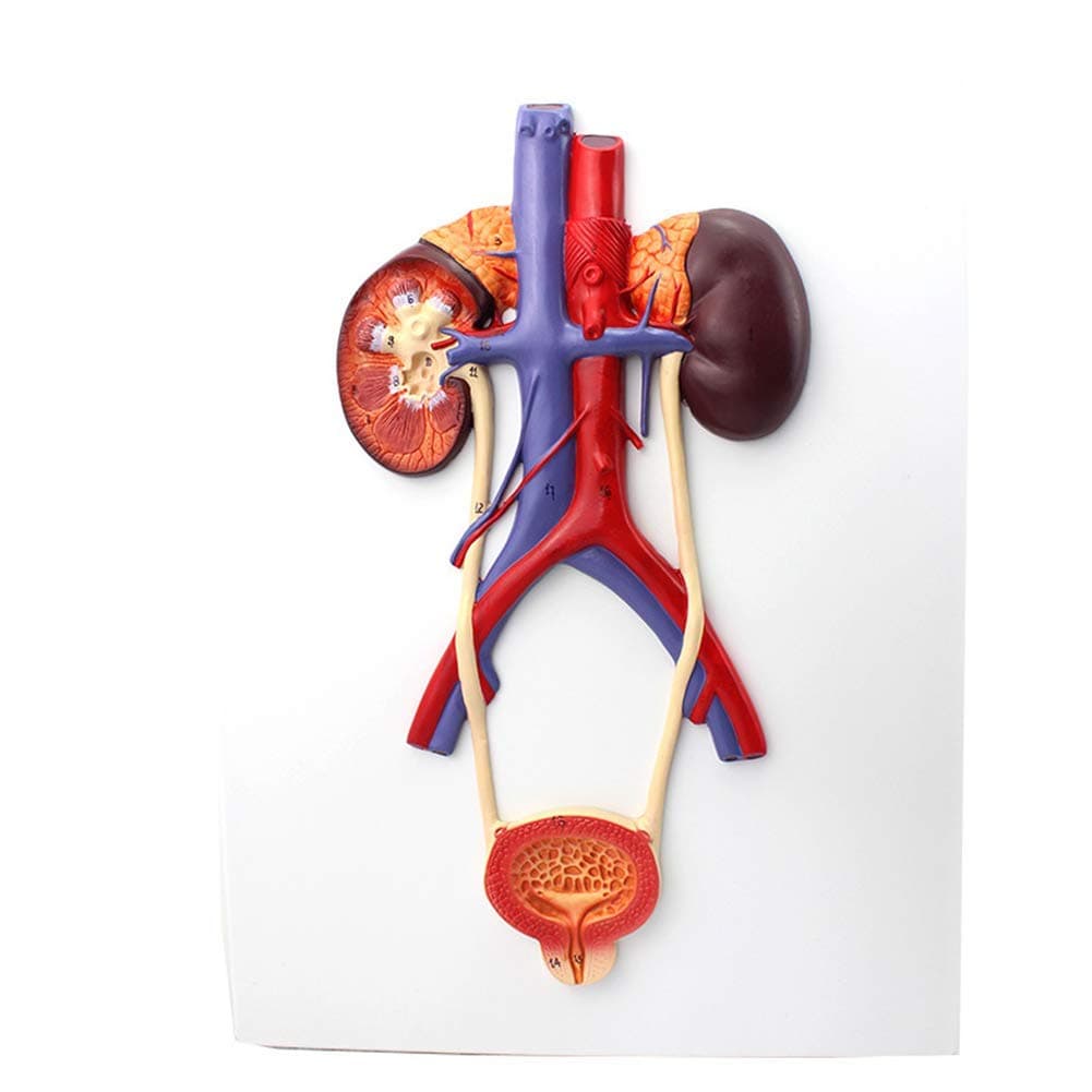 DBSCD Human Urinary System Model-Ureter, Bladder and Urethra Model-This Model Is Composed of Kidney, Ureter, Bladder, Bladder, Arteries and Veins