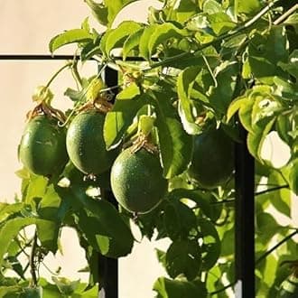 MANISHA'S DAFFODILS Rare Passion Fruit Vine Plant Hybrid Live Plant Original Variety,High- Yielding Garden Decorative Fruit In Grow Bag.