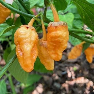 Pack 2 Peach Ghost Scorpion Pepper Live Plants, Hot Pepper Live Plants, Live Pepper Chili Plants for Growing, 80 Days Old Plants