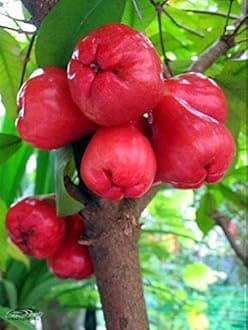 Creative Farmer Live Fruit Tree Wax Apple Syzygium Samarangense Fruit Plant Exotic Plant Fruit Garden Plant (1 Healthy Live Plant)
