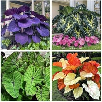 Large-Leaf Elephant Ear, Garden Decorative Planting-d-2 Bulbs