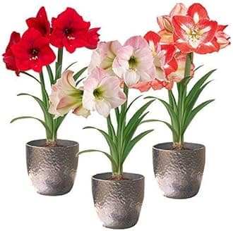 Amaryllis Lily Flower Bulbs (Pack of 5 Bulbs)