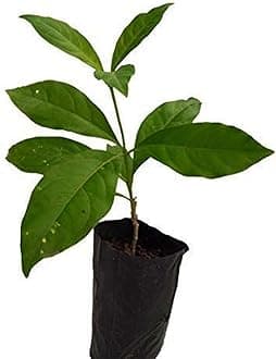 OhhSome Live Plant Herbal Serpentine Wood (Rauvolfia Serpentina) Medicinal (1 Healthy Live Herb/Medicinal/Ornamental Plant)