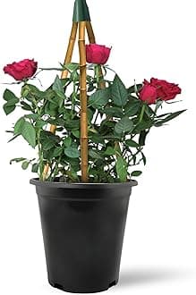 Climbing Rose in 2 Litre Pot - Golden, Pink, Red, White and Orange - Excellent Rose for Walls, Pillars Trellises and Arches (Red)