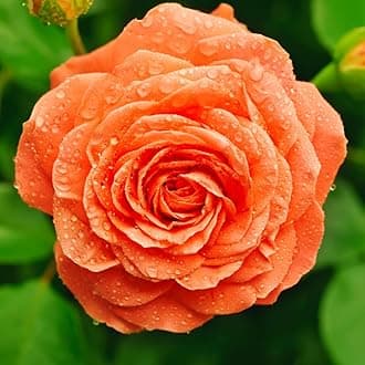 Climbing Rose Live Plant, 6 Months Old Starter, Fragrant Purple Climbing Roses for Planting Outdoor, No Pot (Orange)