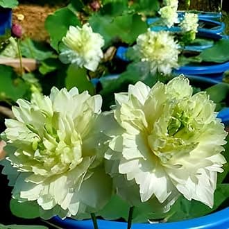 All Season Hybrid Rare "Green Apple Lotus" Live Plant Big Water Lily (TUBER/Root) Orginal Variety Guarante Blooming With in 30 Days For Outdoor and...