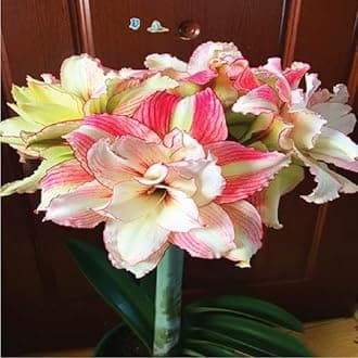 Amaryllis Double Flower Bulbs for Growing - 3 Amaryllis Double Flowers Bulbs - Fragrant Flower Bulbs for Home Garden - Low Maintenance Flower Bulbs | Flowering Bulbs