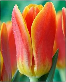 Garden (Tulip for Planting) Indoor or Outdoor Surprise to Grow Pots to Grow Tulip for Fall Planting Simple to Grow Fall or Spring-10 Bulb-Y