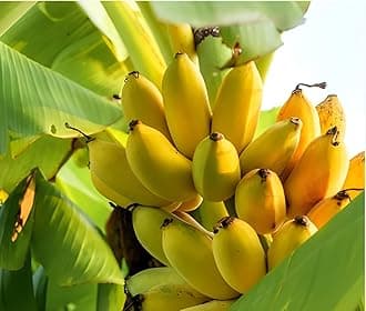 Original KARPOORAVALLI BANANA PLANT (1 Healthy Live Fruit Plant) In Nursery Grow Pot for home Garden|No Tissue Culture