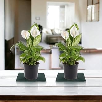 Amulya FARMS & NURSERY Air Purifying White Peace Lily (Spathiphyllum) Indoor Live Plants for Living Room, Home, Office, Table, Desk Decor items | Small Size - Black Pot Included (Combo Lily)