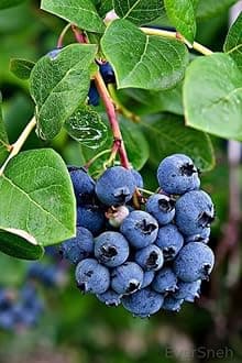 Rare Imported Live Blueberry Plant – Thriving Fruit Tree in Black Plastic Pot for Home & Garden (BLUEBERRY FRUIT LIVE PLANT)
