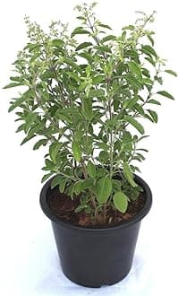 PurelyPlants Live Real Live Ayurvedic Herbal Rama Green Tulsi Live Plant Hari Tulsi Plant With Pot
