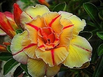 OhhSome Flower Live Plant Desert Rose Adenium Obesum Double Tongake Seedling Plants for Home (1 Live Bonsai Plant)