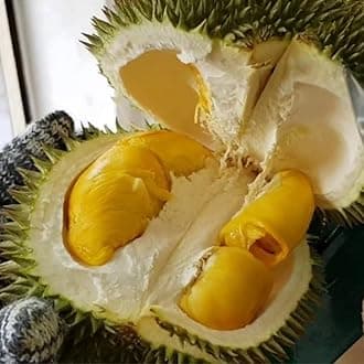 M-Tech Gardens New Durian (D101 Hybrid, Seedling) Exotic 1 Live Fruit Plant