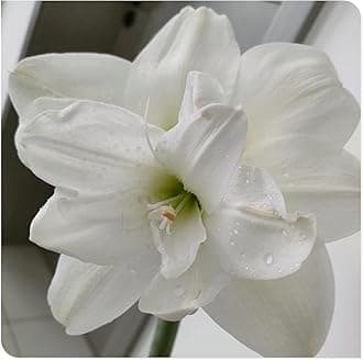 Amaryllis for Planting Now UK Perennial Good for Containers Excellent Display Plant Bulbs Ornamental Greening Flower Natural Organic Easy Plant Perennial -4bulbs-N
