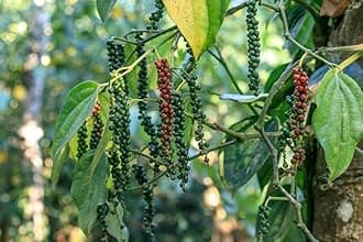 Black pepper live plant grafted,live plant for grafted black peppper (Pack of 2)