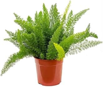 Garden Art Bushy Evergreen Live Plant With Plastic Pot | For Home, Office, Garden & Landscape | Pack of 1 | Asparagus Densiflorus