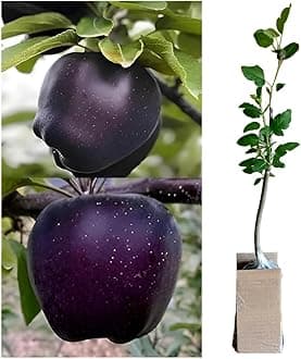 Original Healthy Black Diamond Apple Plant (GRAFTED), in Nursery Grow Bag for Home Garden| Early fruting and all INDIA suitable plant
