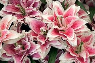 SVG® Double Oriental Lily Flower Bulbs for Home and Gardening, pack of 5 Bulbs (PINK WITH CREAM)