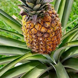 Creative Farmer Live Plant Pineapple - Enjoy The Sweetness Of Honey Pineapples In Your Garden (Healthy Plant) Kaitha Chakka