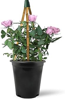 Climbing Rose in 2 Litre Pot - Golden, Pink, Red, White and Orange - Excellent Rose for Walls, Pillars Trellises and Arches (Pink)