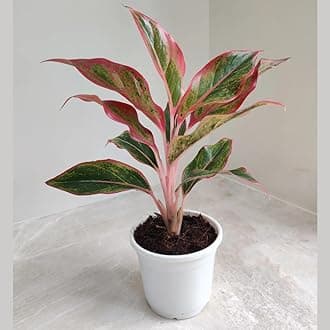 Aglaonema Lipstick