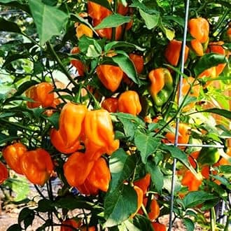Pack 2 Yellow Orange Habanero Pepper Plants Live, Hot Habanero Pepper Plants 80 Days Old Plants for Planting