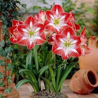 Amaryllis Lily Flower Bulbs Decoration Pots for Home Garden Pack of 2 Bulbs By Zabbus