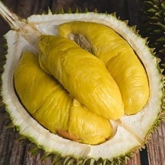 Durian Seedling Plant - Musang King Variety | Premium Tropical Fruit Tree for Home Garden | Fast-Growing, Exotic Durian Plant
