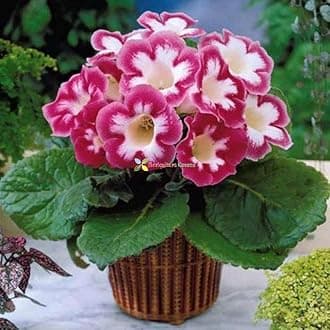 Imp. Gloxinia Flower (Sinningia Speciosa) Bulbs For Home Gardening Planting (Blanche De Meru, Pack Of 8 Bulbs)
