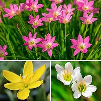 Rain Lily Mixed
