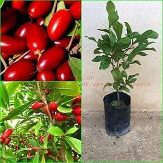 OhhSome Live Plant - Rare Miracle Berry/Miracle fruit Plant (1 Plant)
