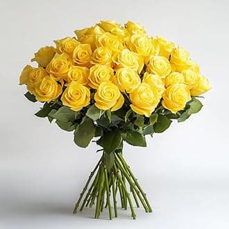 GlobalRose 50 Yellow Roses Bouquet - Responsibly Sourced Roses Fresh Flowers - Hand-Picked Flowers Fresh Bouquet for Graduation, Anniversary, Birthday & Special Occasions (2 Bunches of 25 Stems)