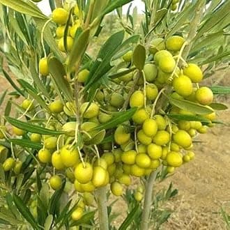 - Olive, Jaitun - Plant Gardening Olive Jaitun - Plant Backyard Favorite Fruit