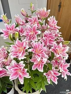 SVG® Double Oriental Lily Flower Bulbs for Home and Gardening, pack of 5 Bulbs (PINK)