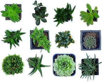 Creative Farmer Succulents Succulent Plants Live Combo Vibrant Plant - (Set Of Any 12 Assorted Combo)