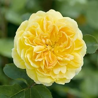 M-Tech Gardens Rare Hybrid Rose Flowering Plant (Yellow Flame, Bud Grafted) Exotic 1 Live Flowering Plant