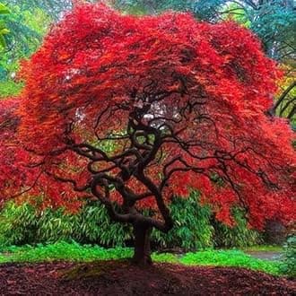 Autumn Fire Weeping Japanese Maple 3 - Year Live Plant