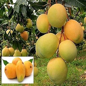 Alphonso mango plant hybrid all seasons (Plant Height 2-3 Feet) Pack of 1 Live plant
