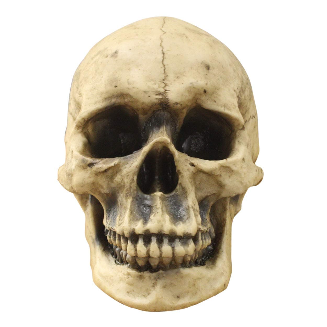 Natural Human Skull