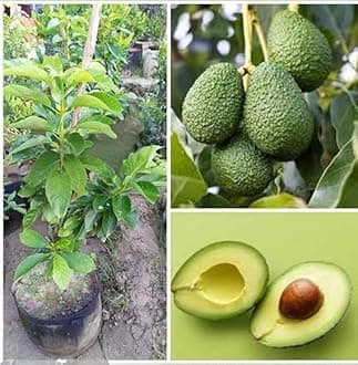 Fresh Avocado Fruit Live Plant Tree Healthy and Delicious Avocado Live Plant Tree For Home Gardening, Outdoor Plant| Fast & Easy Growing| (Pack of 1 Pic)