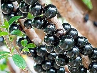 Creative Farmer Delicious Rare Tropical Fruit" Jabuticaba Plinia Cauliflora Brazilian Grape" Tree Plant Tasty Live
