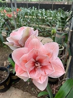 SVG® Imported Double Amaryllis Lily Flower Bulbs for Planting and Gardening, Pack Of 2 Bulbs (Double Peach)