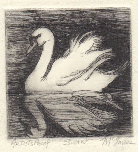 Swan