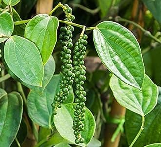Creative Farmer Live Plant Black Pepper Spice (Piper Nigrum) Herb Medicinal (1 Live …Herbal Plant)