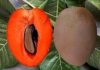 All Time sweet & testy Red Sapota || Chiku || Sobeda "GRAFTED" Hybrid Variant Plant (Fruit After 6 Month to 8 Month) Pack of 1 Healthy Live plant for Home Tree Garden