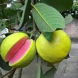 Bahan Traders Rare red Amrud Plant Fruit Tree Guava Rare Apple Guava (Red Flesh - Shape) 1 Live Berry Outdoor Garden Plant(1 Healthy Live Plant with polybag)