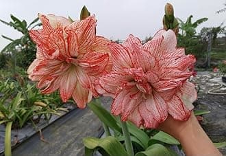 SVG® Imported Double Amaryllis Lily Flower Bulbs for Planting and Gardening, Pack Of 2 Bulbs (Light Orange)