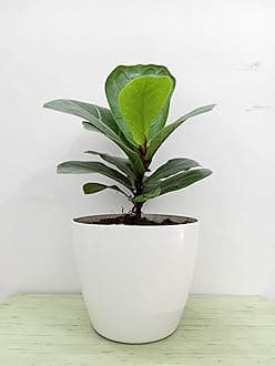 RootsRaja Fiddle Leaf Fig | Indoor Plant