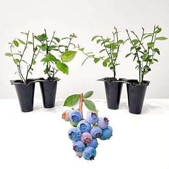 Pink Lemonade Blueberry (Legacy)